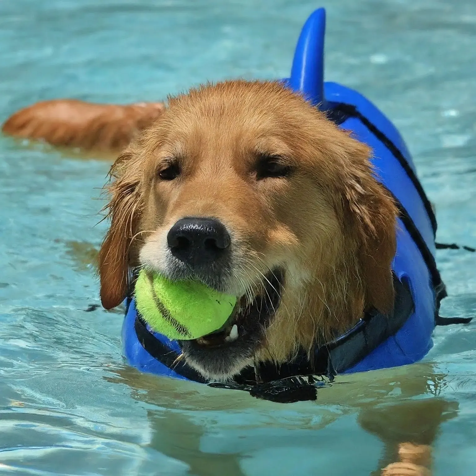 Dog Life Vest